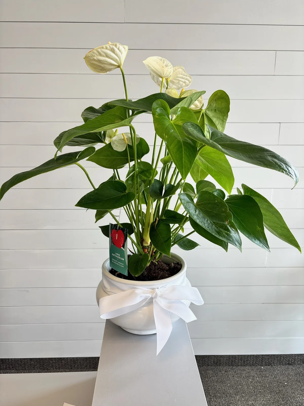 Anthurium sympathy plant in a decorative container with white ribbon