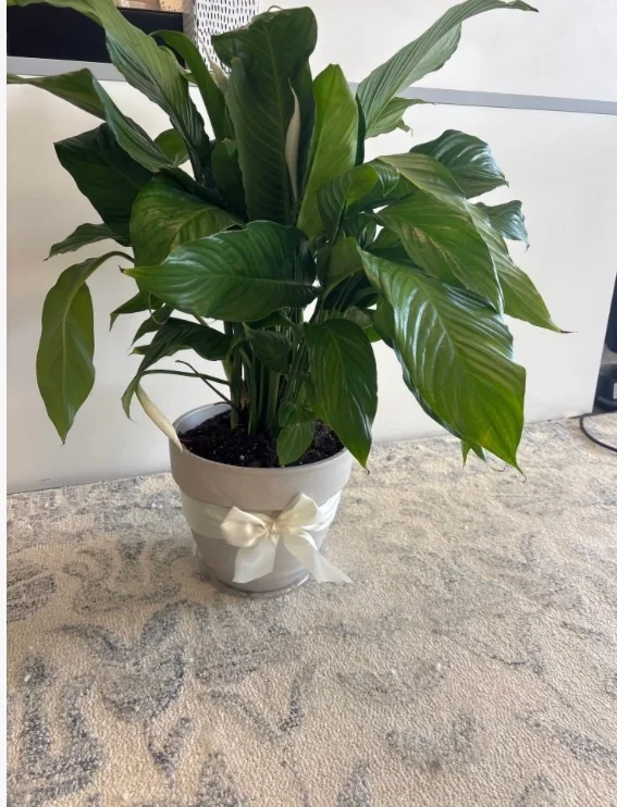 Peace lily prepared for sympathy flower delivery in Hilliard Ohio